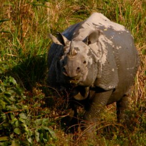 One-horned rhinoceros in Kaziranga National Park, Assam