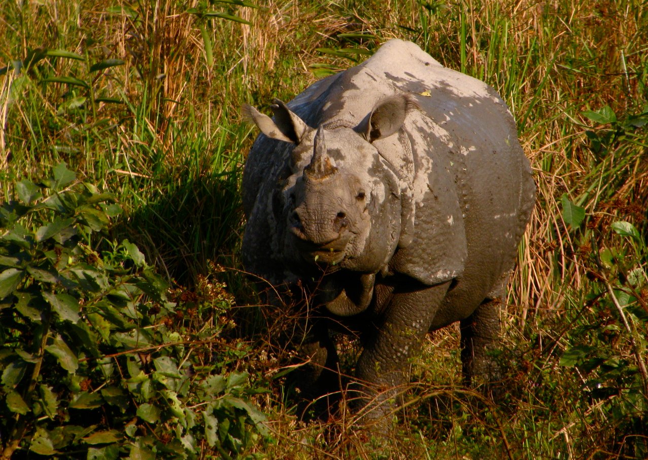 One-horned rhinoceros in Kaziranga National Park, Assam