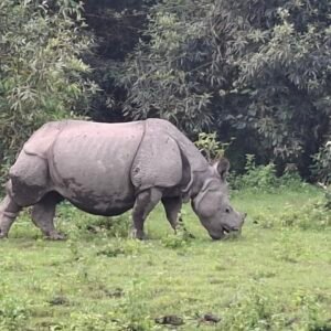 3 Nights / 4 Days Assam – Guwahati & Kaziranga Wildlife Tour (1 Person)