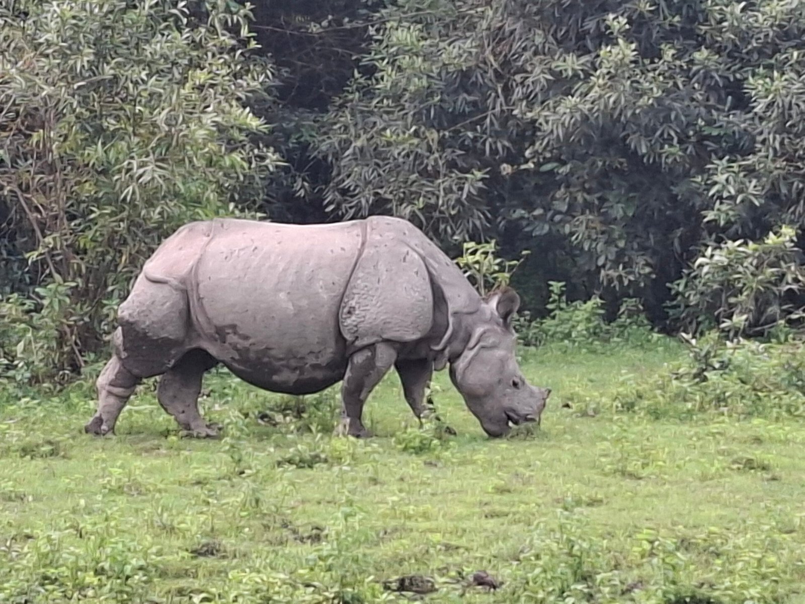 3 Nights / 4 Days Assam – Guwahati & Kaziranga Wildlife Tour (1 Person)